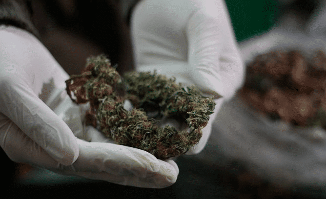 marihuana