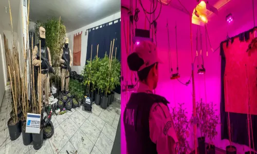 allanamiento con grandes plantas de canabis en rio grande