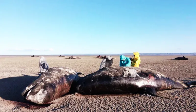 multimedia.normal.82f380299cbb1cc5.bm9ybWFsLndlYnA=