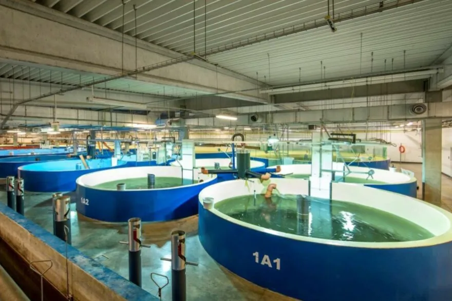 multimedia.normal.a7def507a8d897ea.MjAyNDA4MDUxMzU3MjRfc2FsbW9uZXJhczJfMl8xMDJfbm9ybWFsLndlYnA=