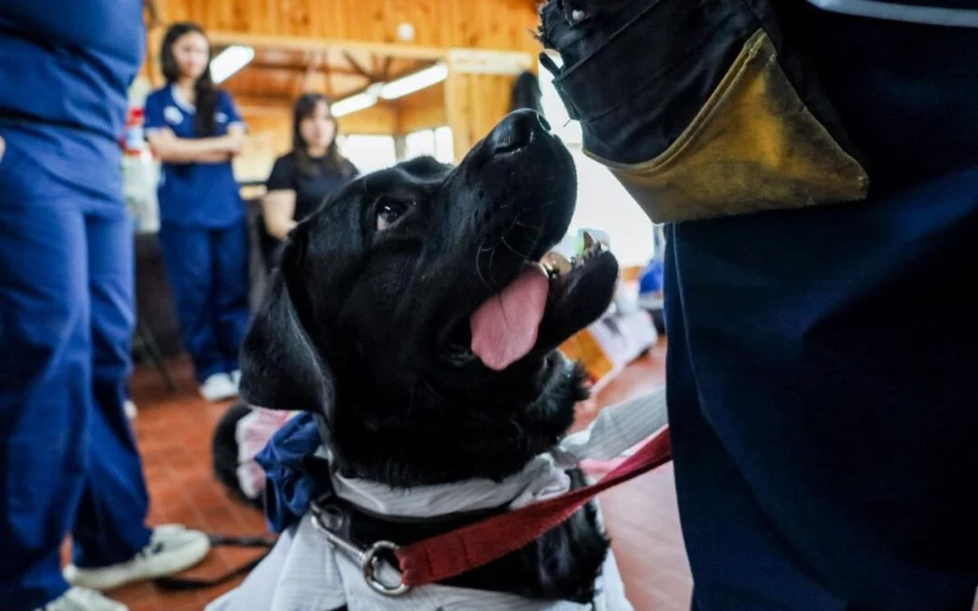 PERRO_TERAPIA-1080x675