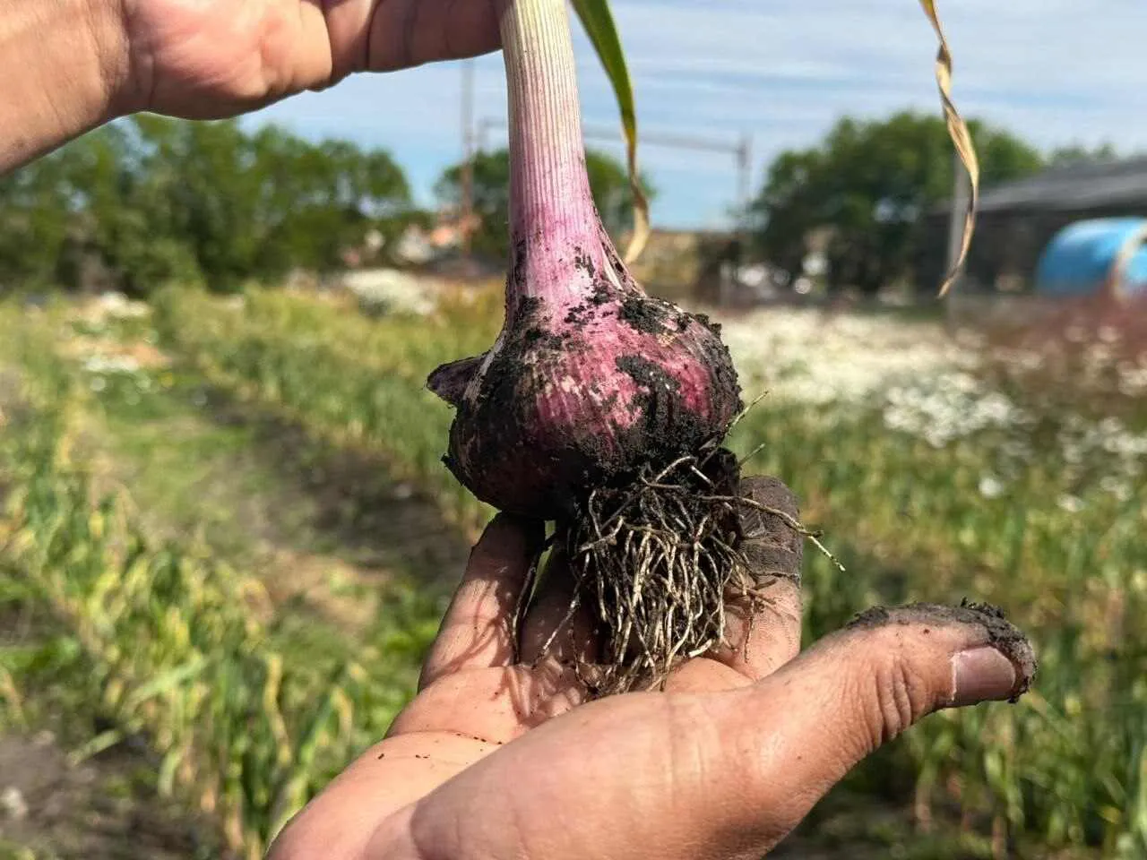 photo_4945095314939513891_y-1